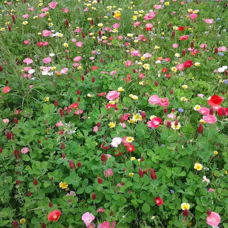 Wildflower Mix BUTTERFLY HUMMINGBIRD Bee & Pollinator Garden Flowers 1000 Seeds!