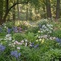 Wildflower Mix SHADE Garden Flowers Woodland Pollinator Butterfly 1000 Seeds!