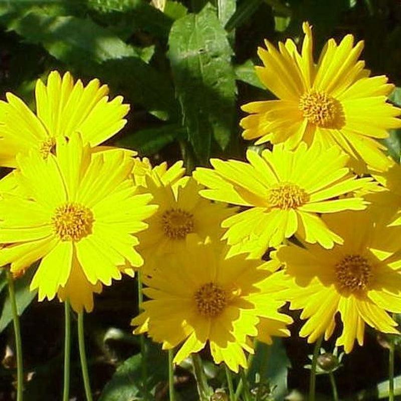 Wildflower Mix SHADE Garden Flowers Woodland Pollinator Butterfly 1000 Seeds!