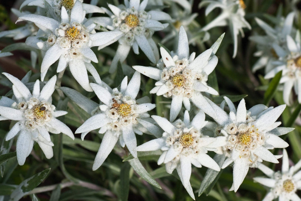 50 EDELWEISS Leontopodium Alpinum Flower Seeds *Flat S/H