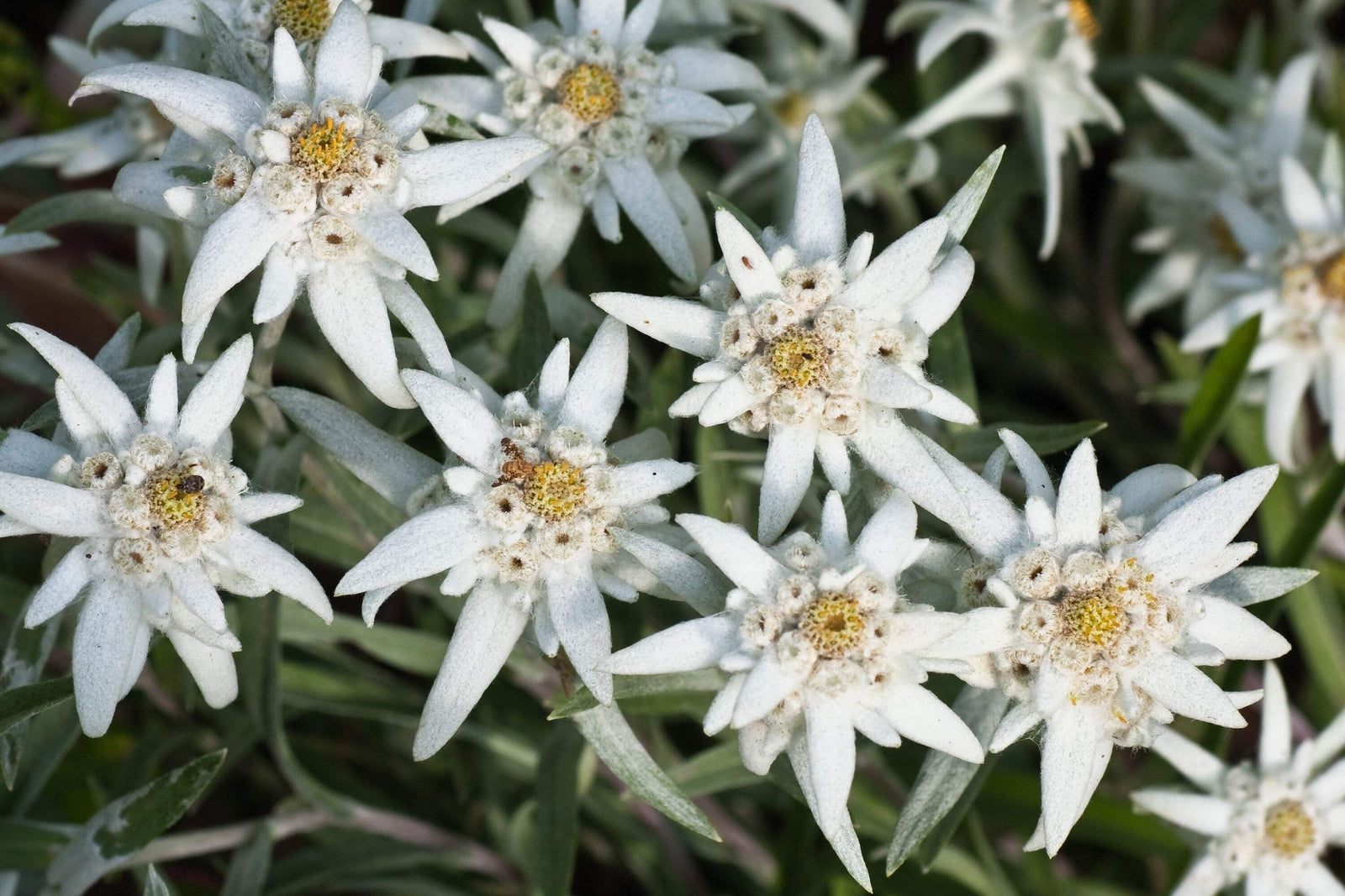 50 EDELWEISS Leontopodium Alpinum Flower Seeds *Flat S/H