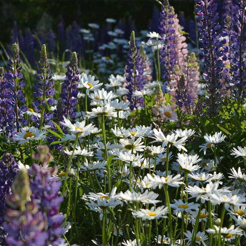Wildflower Mix ALL PERENNIAL Pollinator Garden Bee Meadow Flowers 1000+ Seeds!