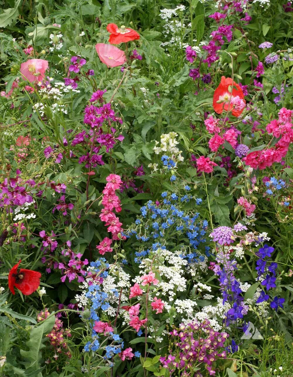 Wildflower Mix SHADE Garden Flowers Woodland Pollinator Butterfly 1000 Seeds!