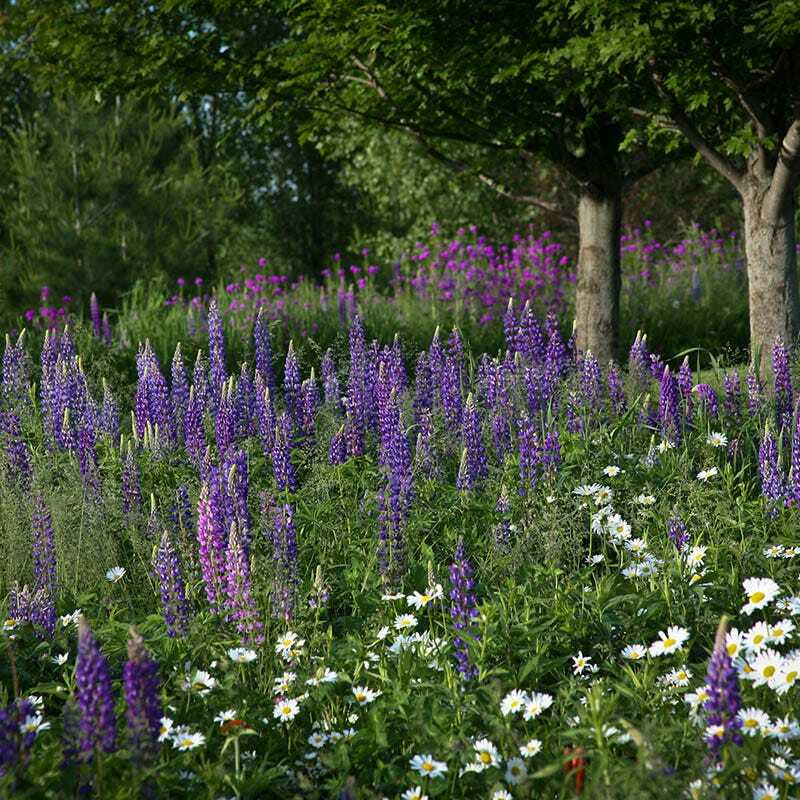Wildflower Mix ALL PERENNIAL Pollinator Garden Bee Meadow Flowers 1000+ Seeds!