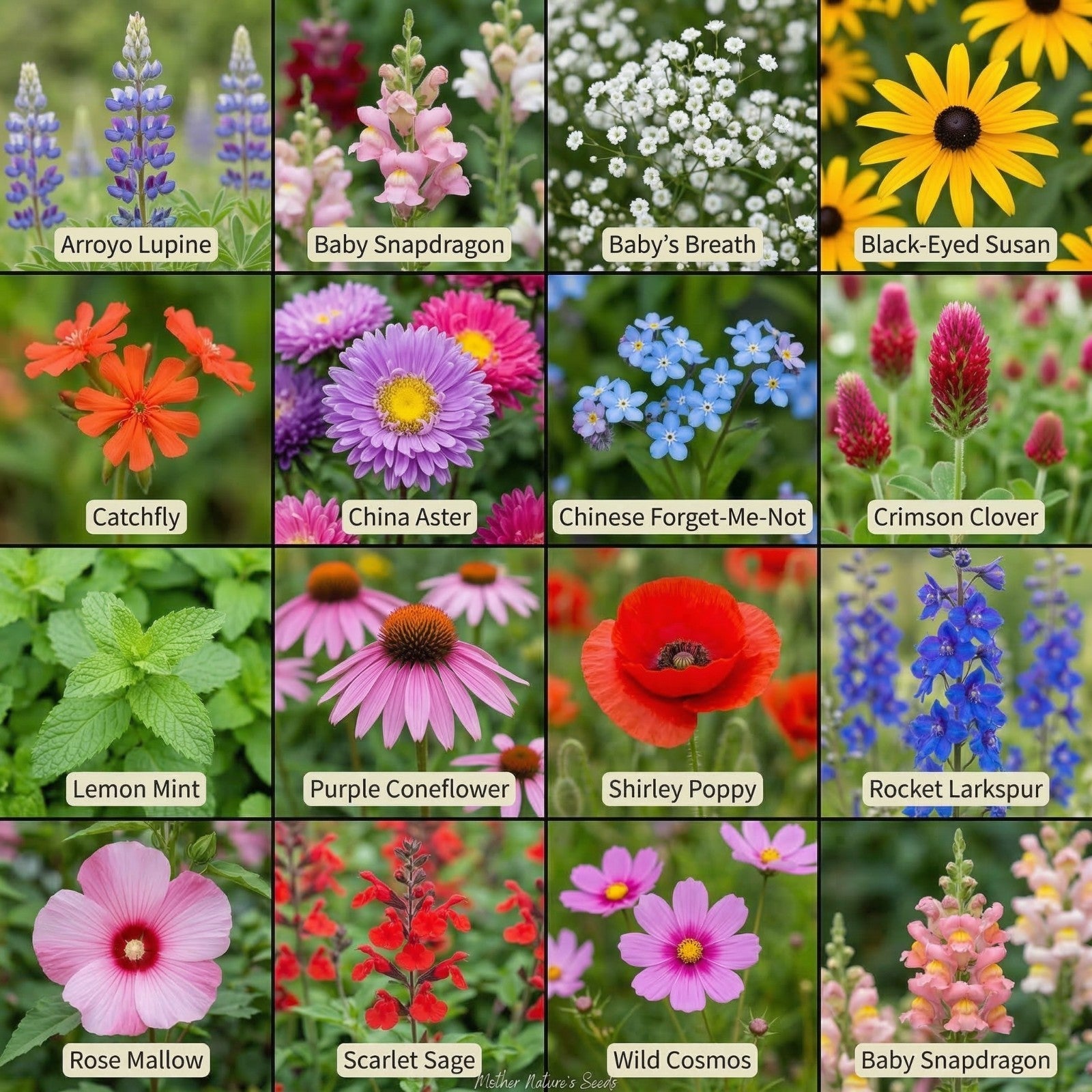 Wildflower Mix BUTTERFLY HUMMINGBIRD Bee & Pollinator Garden Flowers 1000 Seeds!