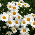 SHASTA DAISY Chrysanthemum Perennial Heirloom Flower Meadow Non-Gmo 500 Seeds!