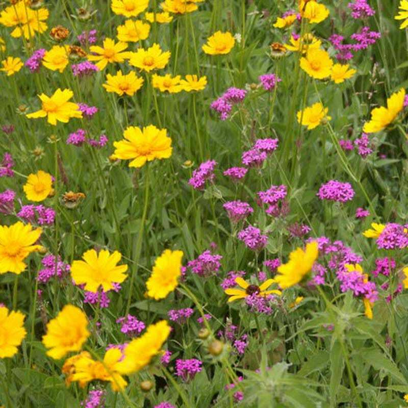 Wildflower Mix ALL PERENNIAL Pollinator Garden Bee Meadow Flowers 1000+ Seeds!