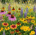Wildflower Mix ALL PERENNIAL Pollinator Garden Bee Meadow Flowers 1000+ Seeds!