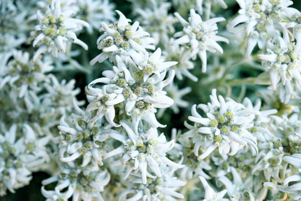 50 EDELWEISS Leontopodium Alpinum Flower Seeds *Flat S/H