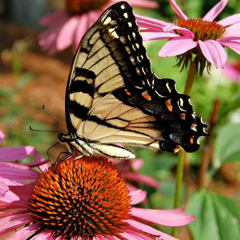 Wildflower Mix BUTTERFLY HUMMINGBIRD Bee & Pollinator Garden Flowers 1000 Seeds!