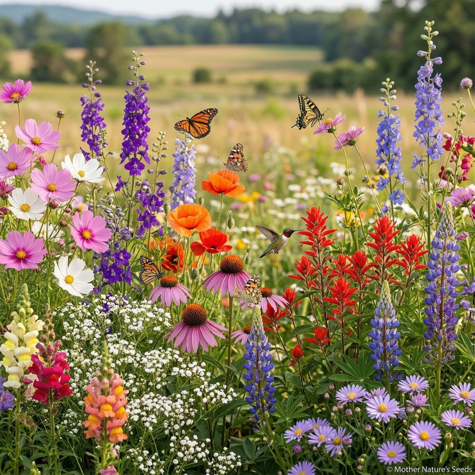 Wildflower Mix BUTTERFLY HUMMINGBIRD Bee & Pollinator Garden Flowers 1000 Seeds!
