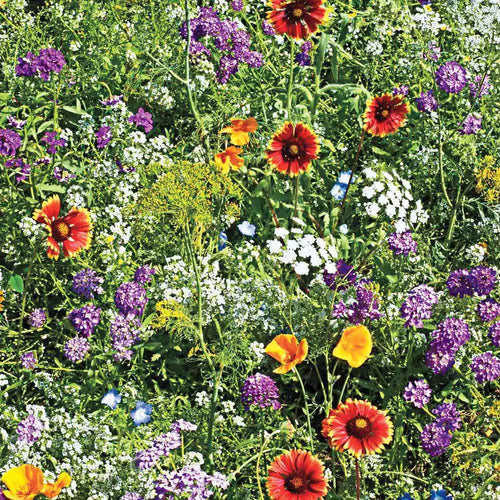 Beneficial Bug Wildflower Seed Mixture (0.25 Lb. Seed Packet)
