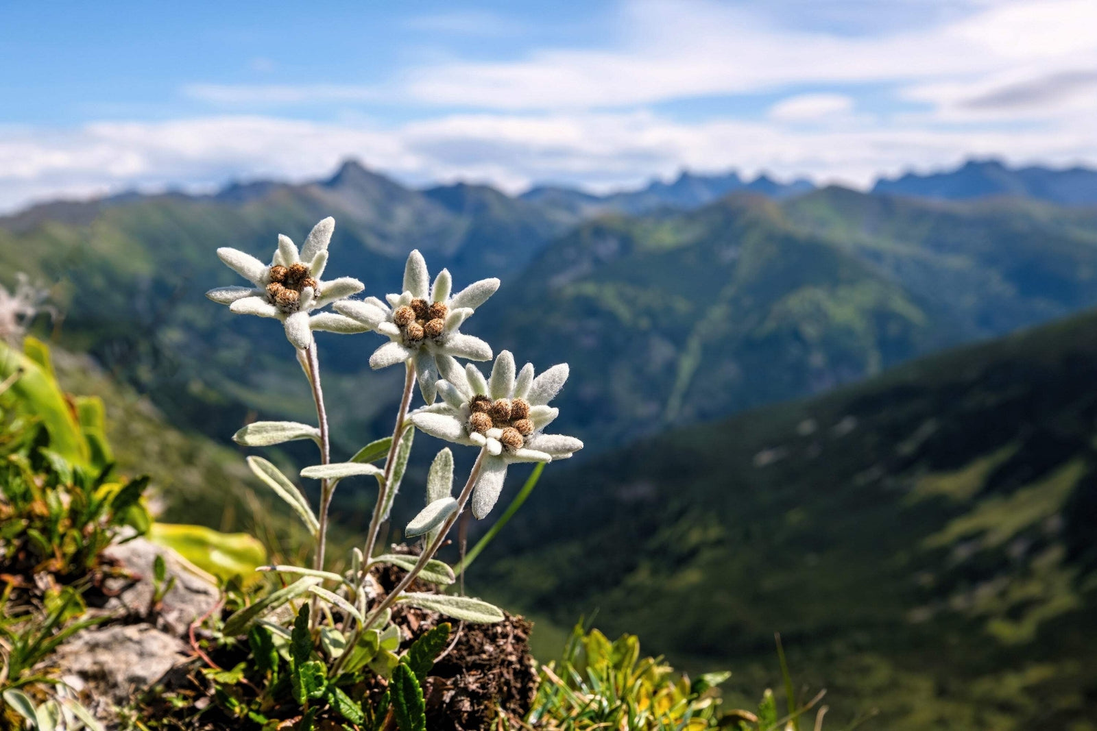 50 EDELWEISS Leontopodium Alpinum Flower Seeds *Flat S/H
