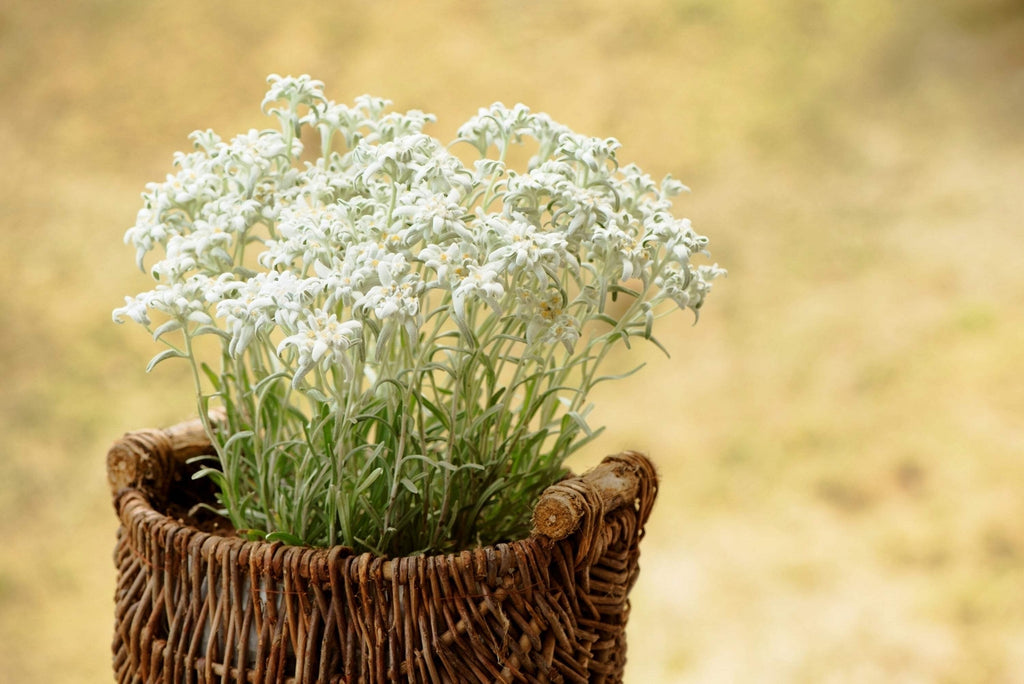50 EDELWEISS Leontopodium Alpinum Flower Seeds *Flat S/H