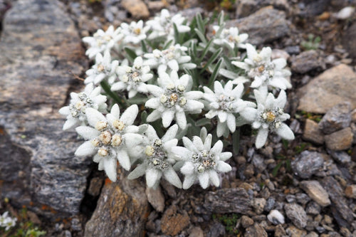 50 EDELWEISS Leontopodium Alpinum Flower Seeds *Flat S/H