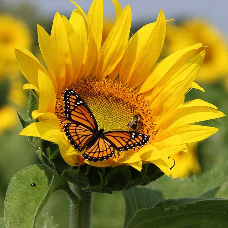 Wildflower Mix BUTTERFLY HUMMINGBIRD Bee & Pollinator Garden Flowers 1000 Seeds!