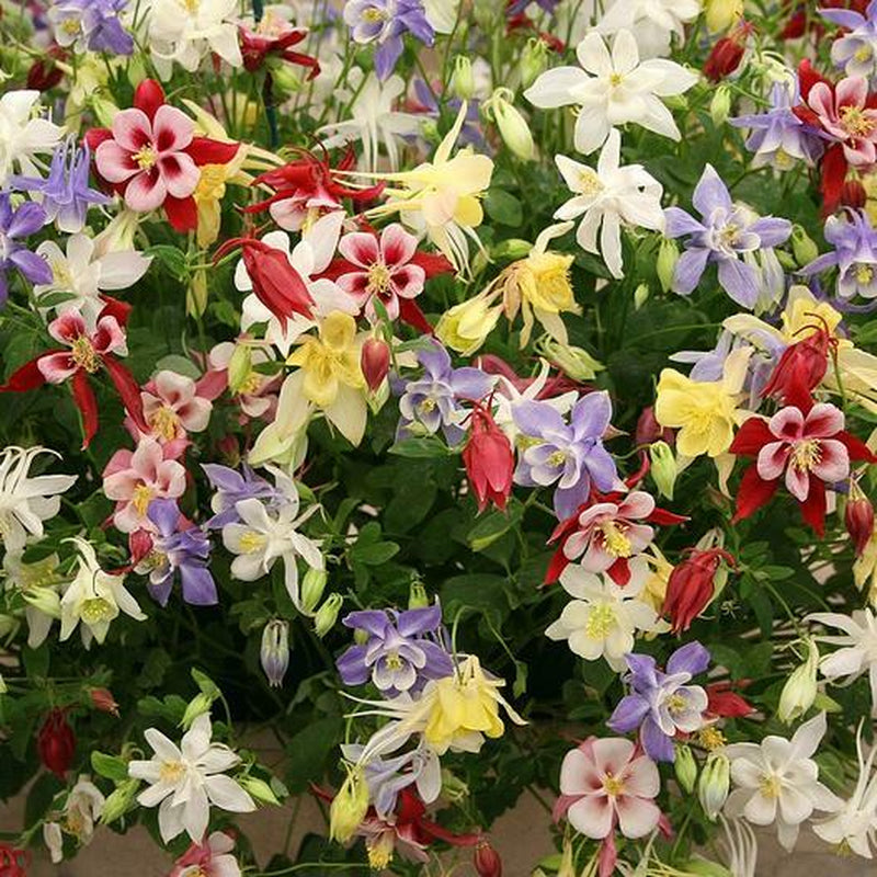 Wildflower Mix SHADE Garden Flowers Woodland Pollinator Butterfly 1000 Seeds!