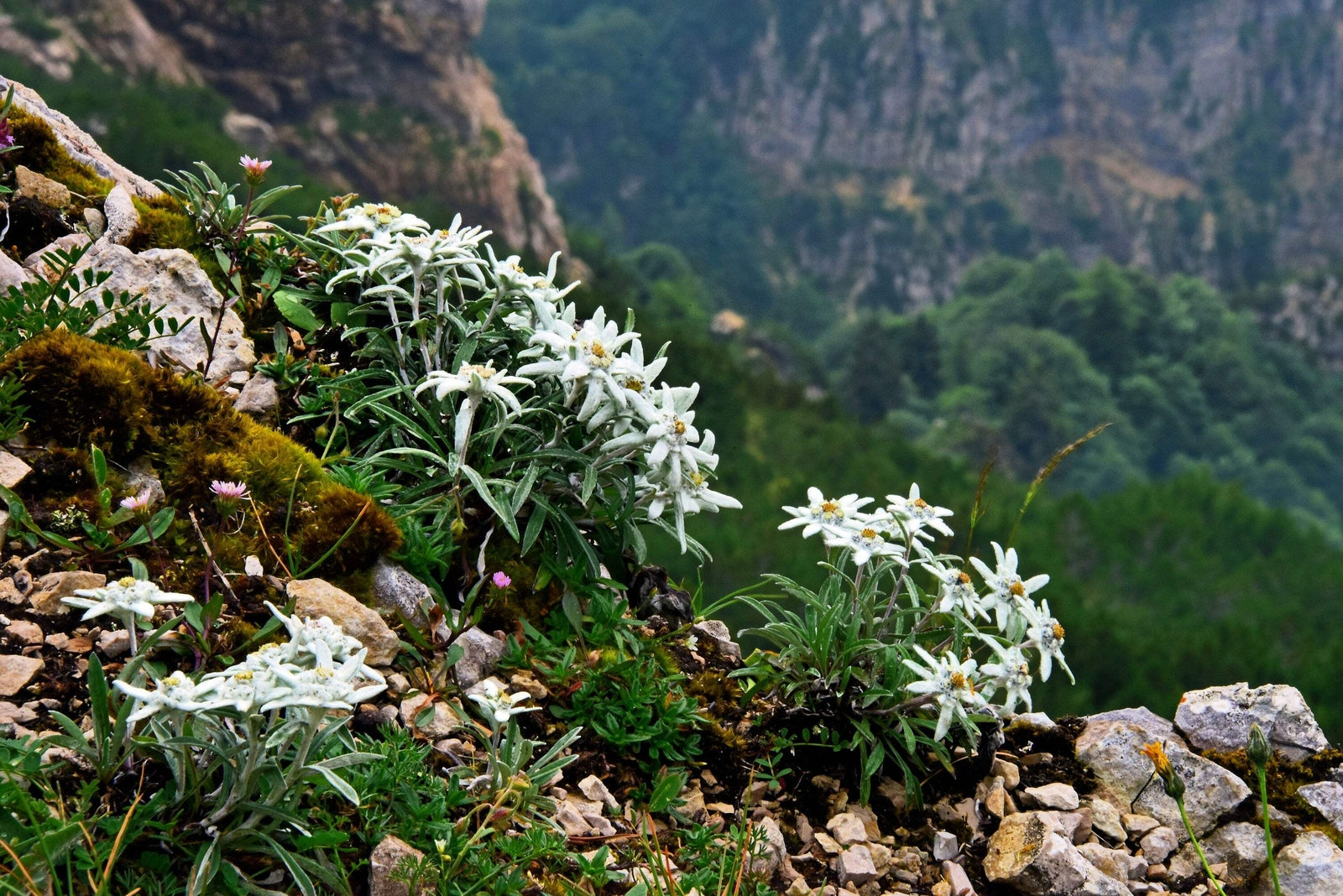 50 EDELWEISS Leontopodium Alpinum Flower Seeds *Flat S/H