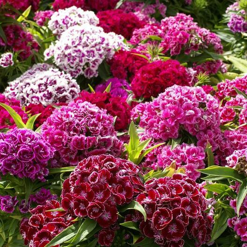 Wildflower Mix SHADE Garden Flowers Woodland Pollinator Butterfly 1000 Seeds!