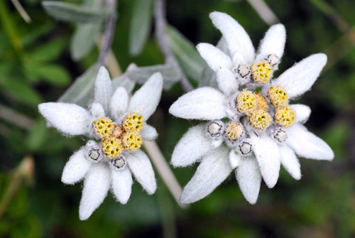 50 EDELWEISS Leontopodium Alpinum Flower Seeds *Flat S/H