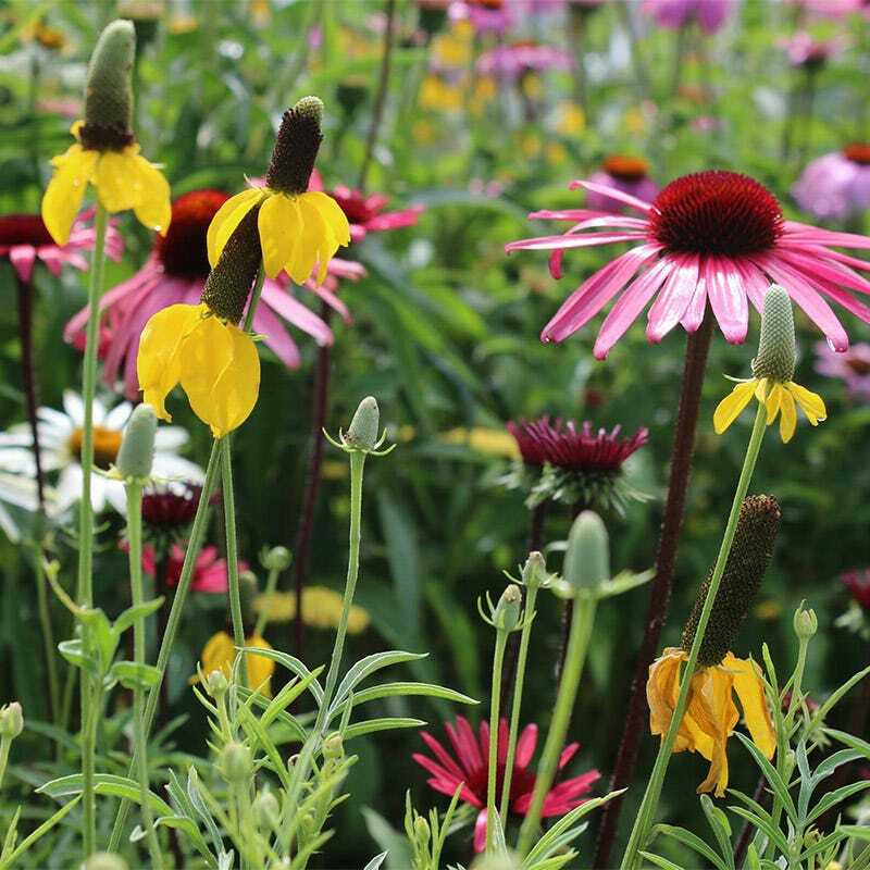 Wildflower Mix ALL PERENNIAL Pollinator Garden Bee Meadow Flowers 1000+ Seeds!