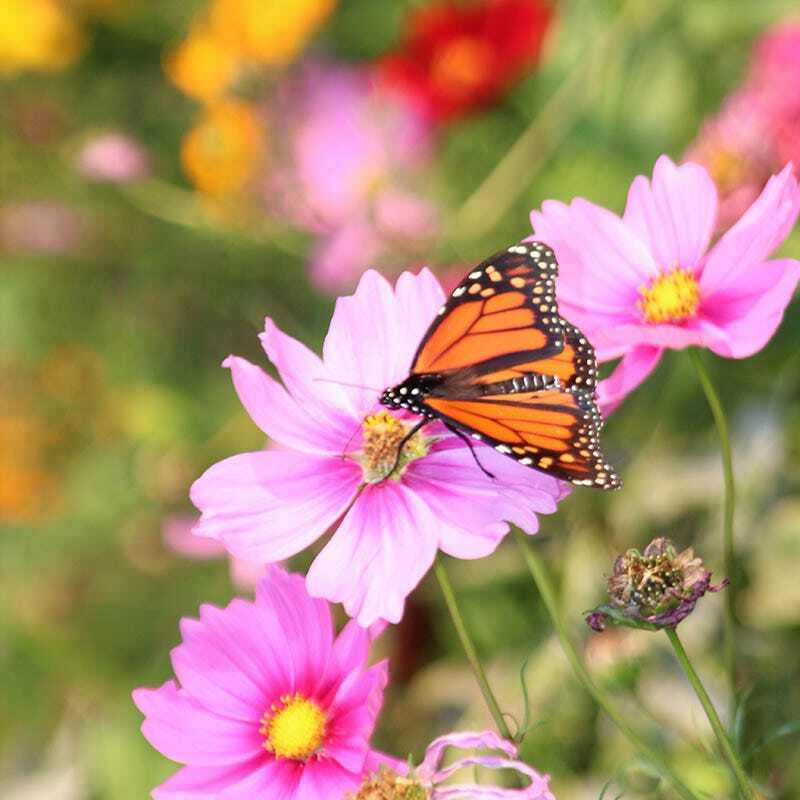 Wildflower Mix BUTTERFLY HUMMINGBIRD Bee & Pollinator Garden Flowers 1000 Seeds!