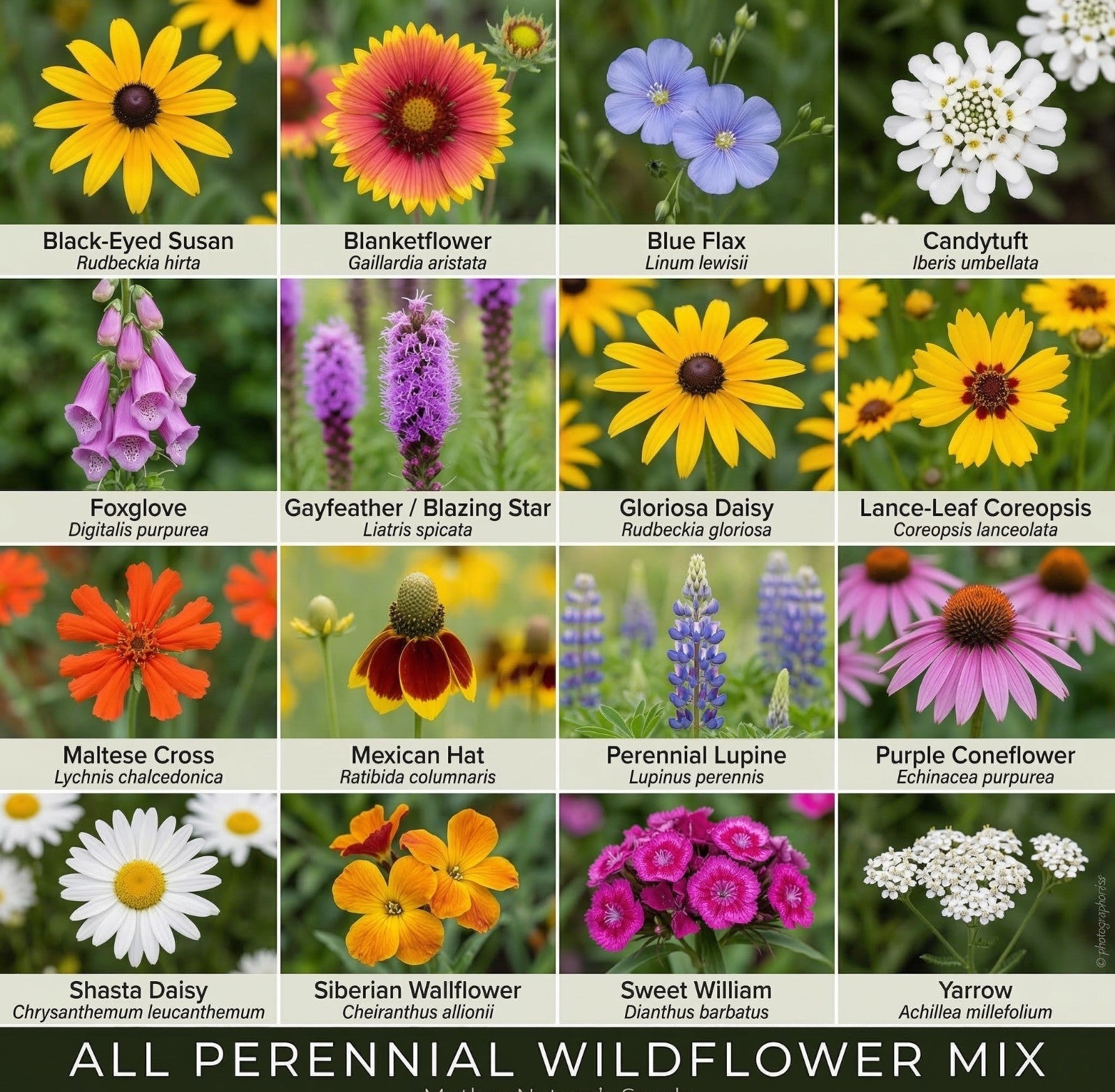 Wildflower Mix ALL PERENNIAL Pollinator Garden Bee Meadow Flowers 1000+ Seeds!