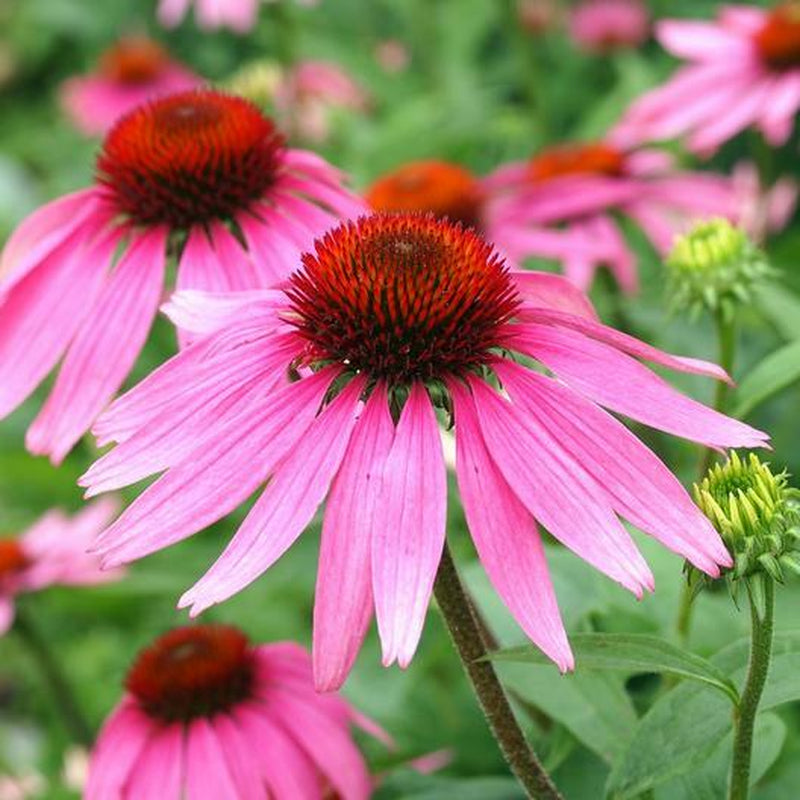 Wildflower Mix SHADE Garden Flowers Woodland Pollinator Butterfly 1000 Seeds!