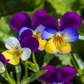 500+ JOHNNY JUMP up SEEDS - VIOLA - FLOWER SEEDS FREE SHIPPING USA