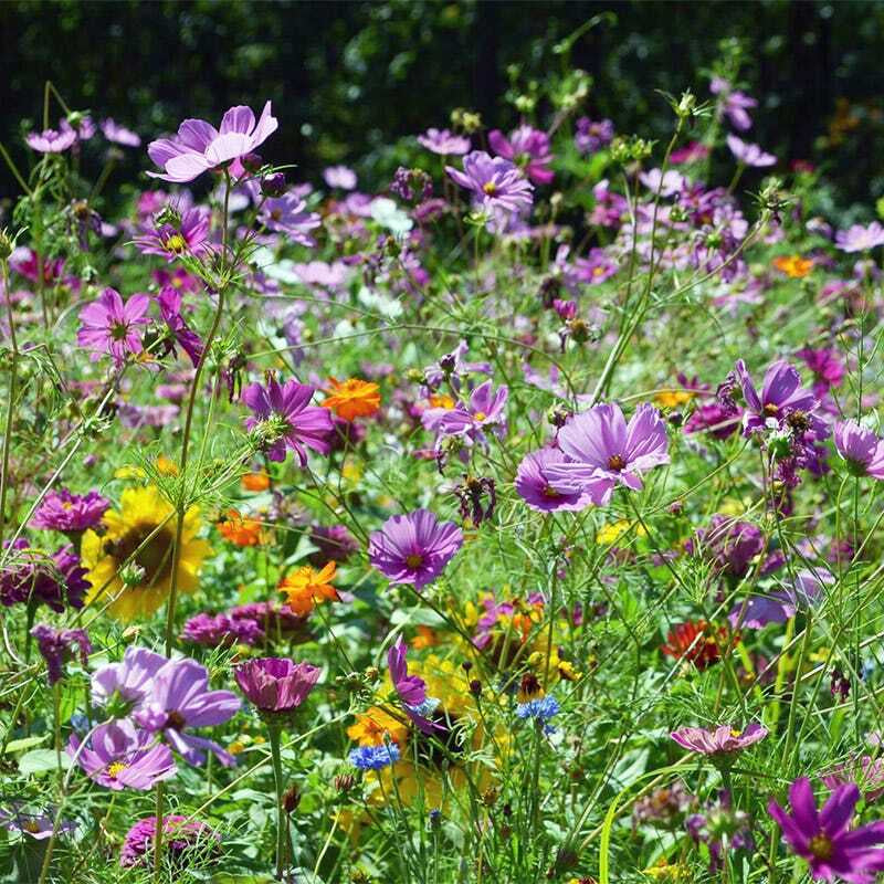 Wildflower Mix BUTTERFLY HUMMINGBIRD Bee & Pollinator Garden Flowers 1000 Seeds!