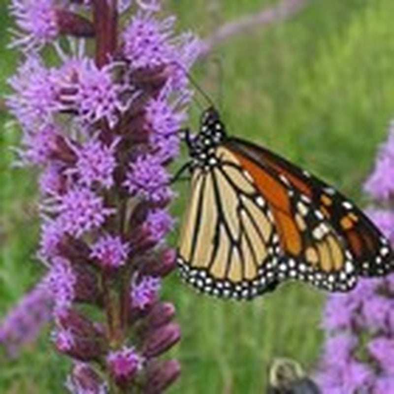 Wildflower Mix ALL PERENNIAL Pollinator Garden Bee Meadow Flowers 1000+ Seeds!