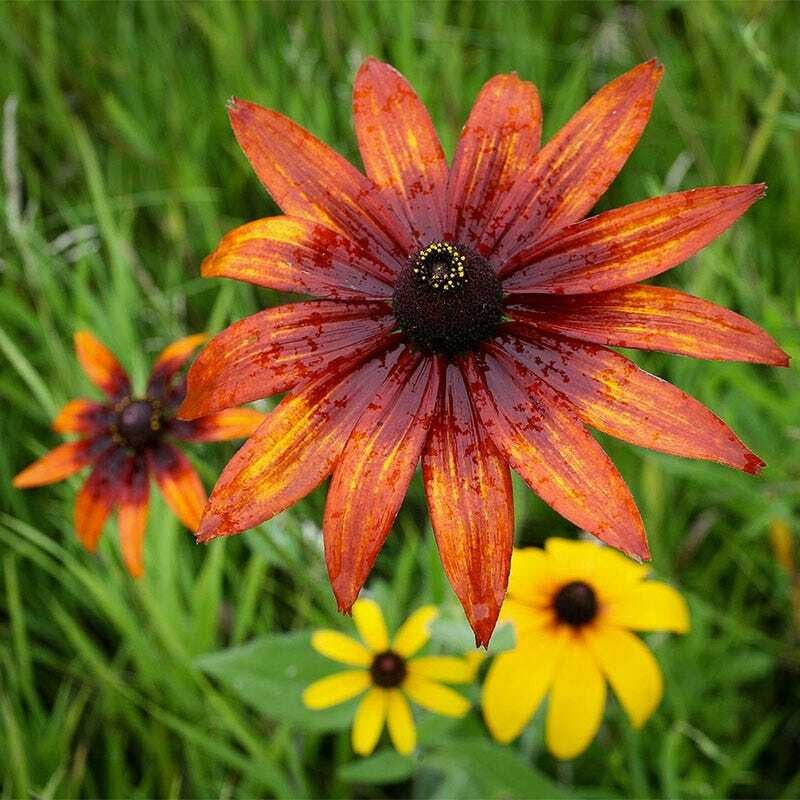 Wildflower Mix ALL PERENNIAL Pollinator Garden Bee Meadow Flowers 1000+ Seeds!