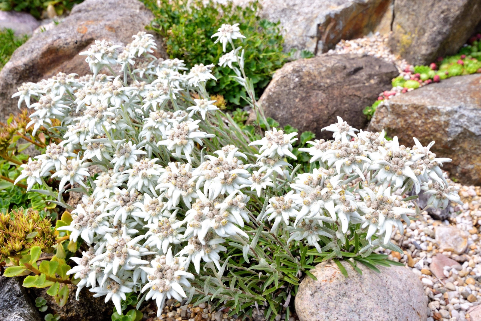 50 EDELWEISS Leontopodium Alpinum Flower Seeds *Flat S/H