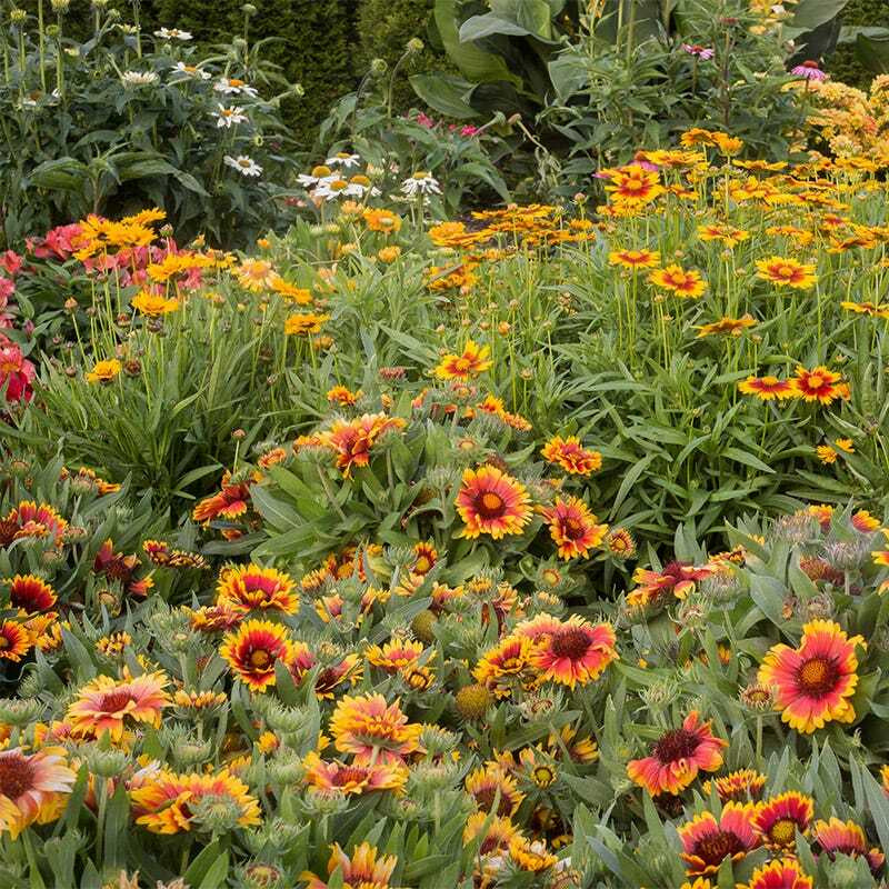 Wildflower Mix ALL PERENNIAL Pollinator Garden Bee Meadow Flowers 1000+ Seeds!