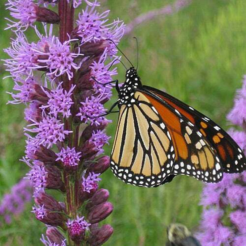 Wildflower Mix ALL PERENNIAL Pollinator Garden Bee Meadow Flowers 1000+ Seeds!