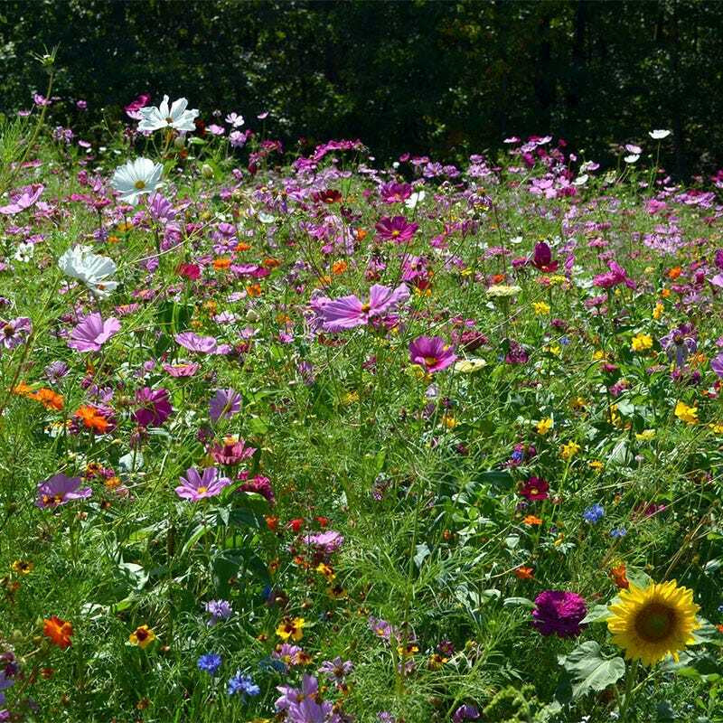 Wildflower Mix BUTTERFLY HUMMINGBIRD Bee & Pollinator Garden Flowers 1000 Seeds!