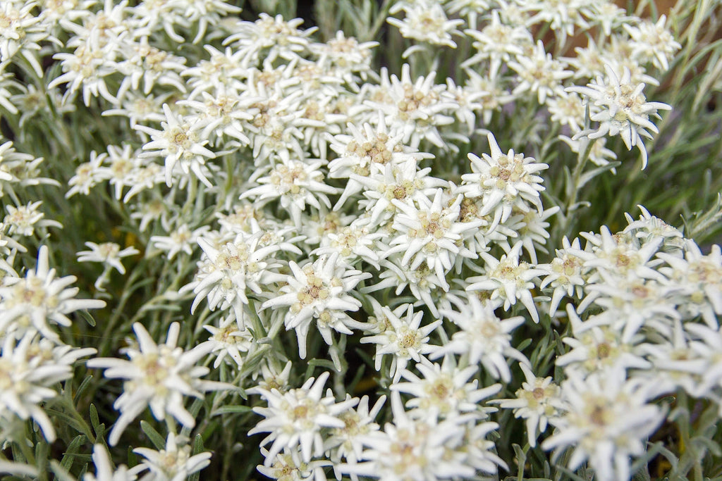 50 EDELWEISS Leontopodium Alpinum Flower Seeds *Flat S/H