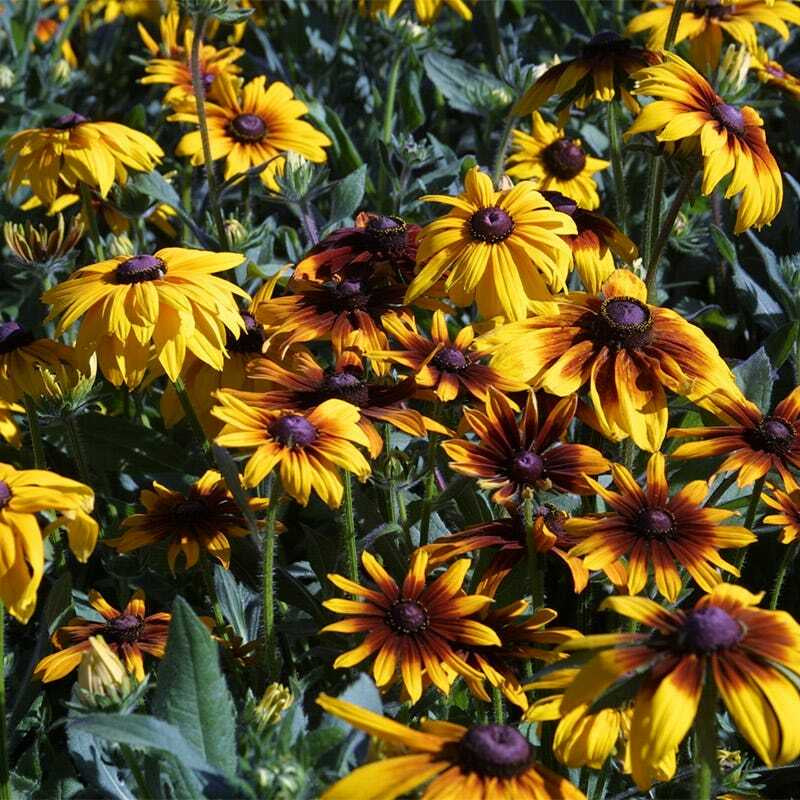 Wildflower Mix ALL PERENNIAL Pollinator Garden Bee Meadow Flowers 1000+ Seeds!