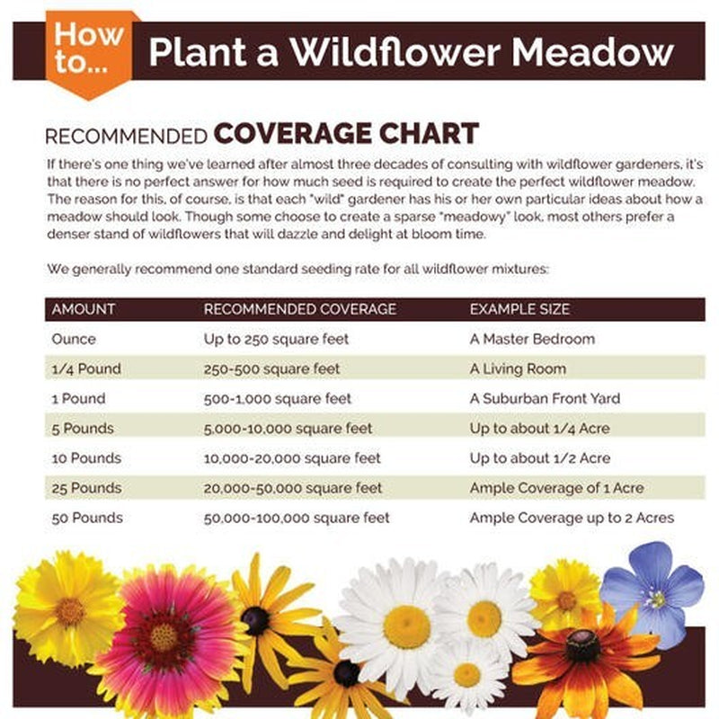 SHASTA DAISY Chrysanthemum Perennial Heirloom Flower Meadow Non-Gmo 500 Seeds!