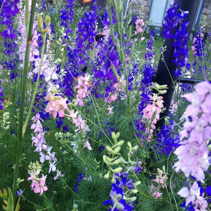 Wildflower Mix SHADE Garden Flowers Woodland Pollinator Butterfly 1000 Seeds!