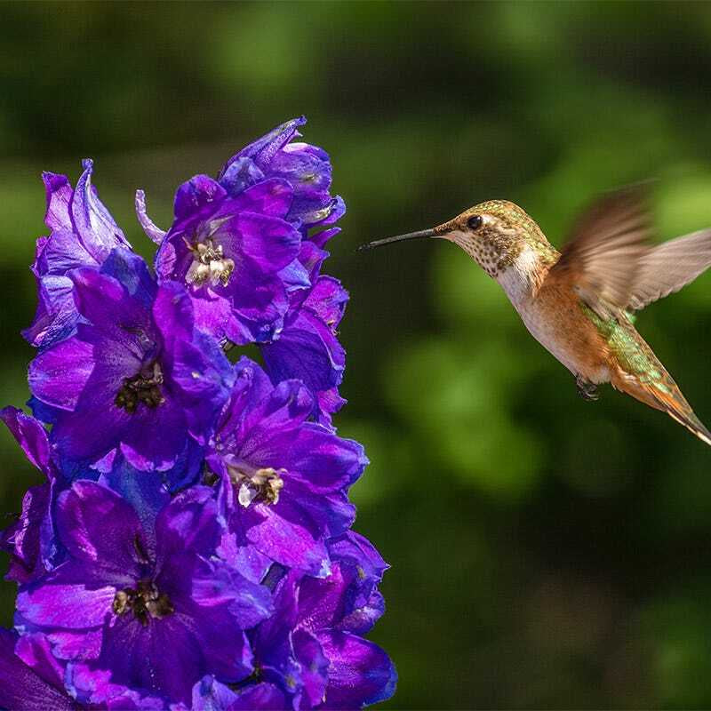 Wildflower Mix BUTTERFLY HUMMINGBIRD Bee & Pollinator Garden Flowers 1000 Seeds!