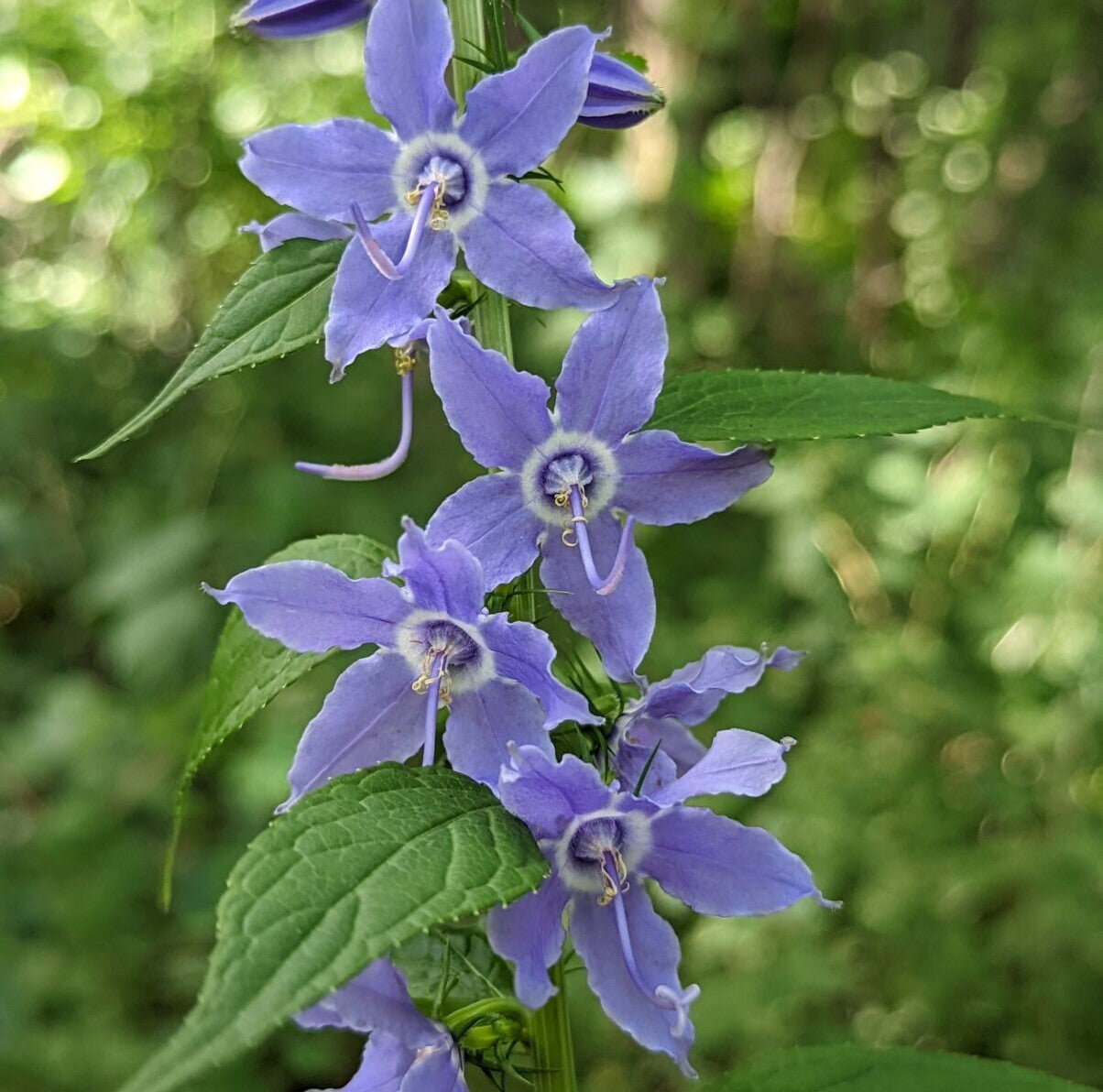 500+Tall Bellflower Seeds Campanula Americana Native American Wildbellflower USA